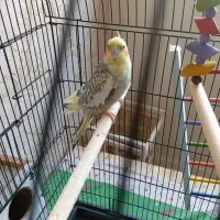 عروس هلندی نر ماده