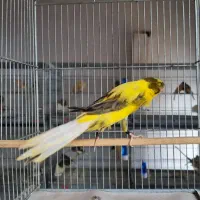 قناری رسمی بلند