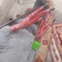 کبوتردورگ جوانه|پرنده|فاضل آباد, |دیوار