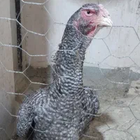 مرغ اوشامو