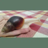 حلزون آلبینو