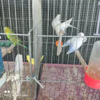 مرغ عشق جوان|پرنده|اصفهان, همت‌آباد|دیوار