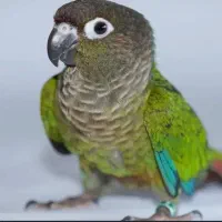 طوطی ماده گرین چیک سبز با قفس بزرگ و وسایل