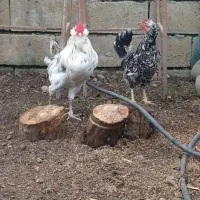 مرغ و خروس گلین،خروس گردن لخت مشکی|حیوانات مزرعه|تالش, هشتپر|دیوار