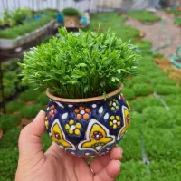 جاسبزه سفالی