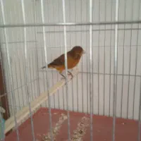 قناری و سهره|پرنده|کرمان, |دیوار