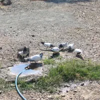 کفتر پرشی همه شون