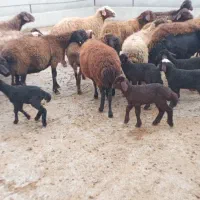 ۳۰ راس گوسفند بره دار میش و بره|حیوانات مزرعه|گرگان, |دیوار