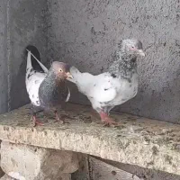 جفت سینه عتیقه