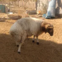 قوچ همو وبره قوچ هتروزیگوت شال و افشار و قره قزل|حیوانات مزرعه|بجنورد, |دیوار