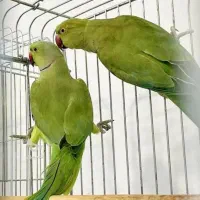 انواع طوطی سانان