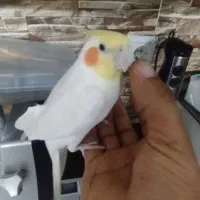 عروس هلندی نر