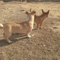 حیوانات|سگ|شیروان (خراسان), |دیوار