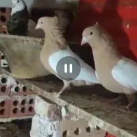 3جفت سینه زرد