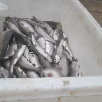 فروش ماهی قزل‌آلا