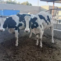 دوراس گاو درخمینی شهر|حیوانات مزرعه|خمینی‌شهر, |دیوار