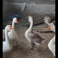 تخم نطفه دار غاز و قوغاز