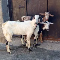 چند تا  کهره جوان ۱۶ کیلو گوشت  گیسه خون کباب