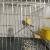 قناری نروماده جفت و تعداد تک|پرنده|اسلام‌شهر, شهرک مهدیه|دیوار