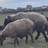 قوچ|حیوانات مزرعه|نکا, |دیوار