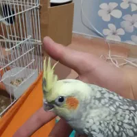 عروس هلندی|پرنده|تبریز, |دیوار