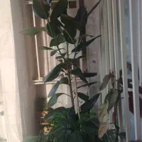 گل فیکوس همراه با گلدان