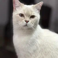 واگذاری گربه بریتیش|گربه|تهران, منیریه|دیوار