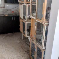 قفس کبوتر|لوازم جانبی حیوانات|نیشابور, بنیاد شهید|دیوار