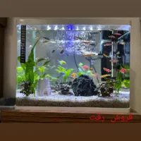 آکواریوم شیشه جلو گرد پلنت گیاه طبیعی با ۴۰ ماهی|ماهی|شیراز, شهرک گلستان|دیوار