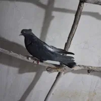 کبوتر پرشی|پرنده|سجاس رود, |دیوار