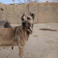 سگ سرابی|سگ|قهدریجان, |دیوار