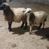 گوسفند نر