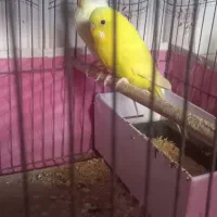 مرغ عشق|پرنده|برازجان, |دیوار