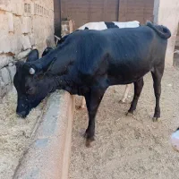 فروش دوراس تلیسه