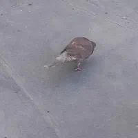 کفتر سرخ تهرانی