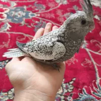 عروس هلندی مرواریدی سرلاکی