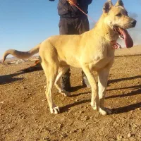 توله‌ی سرابی