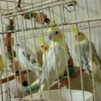 فروش طوطی عروس|پرنده|ساری, |دیوار