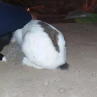 ۳ خرگوش یک ماده و دو نر