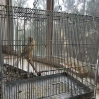 قناری ایزابل نر همراه قفس و وسایل جانبی