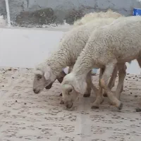 3تا بره ماده مخصوص داشت درخونه پرواری کبابی|حیوانات مزرعه|بندرعباس, |دیوار