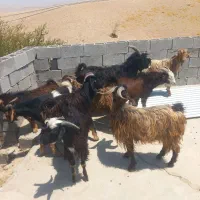 کهره نر