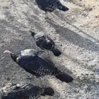 حیوان خانگی