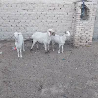 بز گوسفند|حیوانات مزرعه|زابل, |دیوار