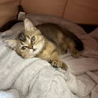 گربه با اصالت و شناسنامه دار