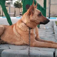 سگ مواد یاب تربیت شده