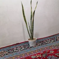 چند گل طبیعی