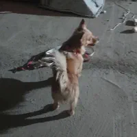 پامرروباهی باکلبه سگ|سگ|بندر امام خمینی, |دیوار