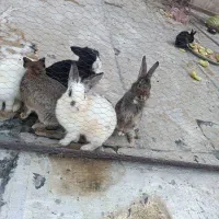 فروش خرگوش