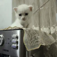 (گربه پرشین واگذاری)